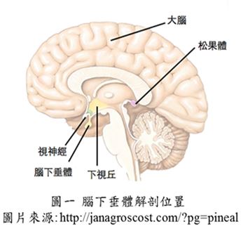 圖一、腦下垂體解剖位置